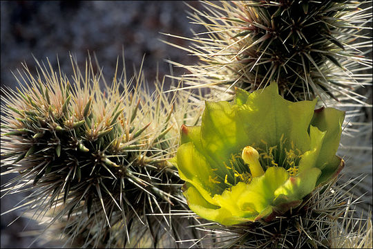 Image of teddybear cholla