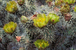 Image de Cylindropuntia echinocarpa (Engelm. & J. M. Bigelow) F. M. Knuth