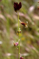 صورة Caulanthus coulteri (A. Gray ex S. Watson) S. Watson