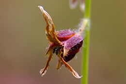 صورة Caulanthus coulteri (A. Gray ex S. Watson) S. Watson