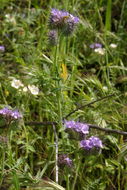 Image of branching phacelia