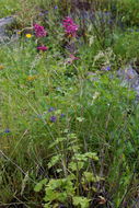 Image of Kern County larkspur