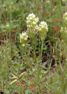 Image of Castilleja lineariloba (Benth.) T. I. Chuang & L. R. Heckard