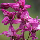 Image of Kern County larkspur