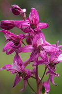 Image of Kern County larkspur