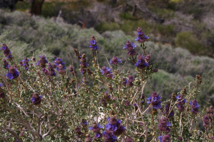 Imagem de Salvia dorrii var. pilosa (A. Gray) Strachan & Reveal