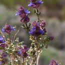 Imagem de Salvia dorrii var. pilosa (A. Gray) Strachan & Reveal