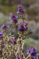 Image of Salvia dorrii var. pilosa (A. Gray) Strachan & Reveal