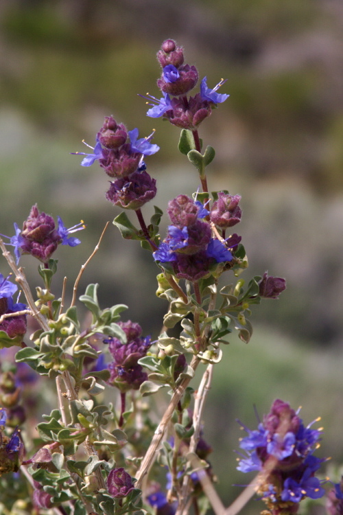 Image of Salvia dorrii var. pilosa (A. Gray) Strachan & Reveal