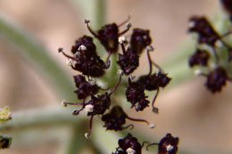 Imagem de Lomatium mohavense (Coult. & Rose) J. M. Coult. & Rose