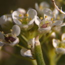 Sivun Lepidium fremontii S. Watson kuva