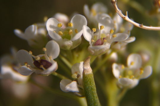 Слика од Lepidium fremontii S. Watson