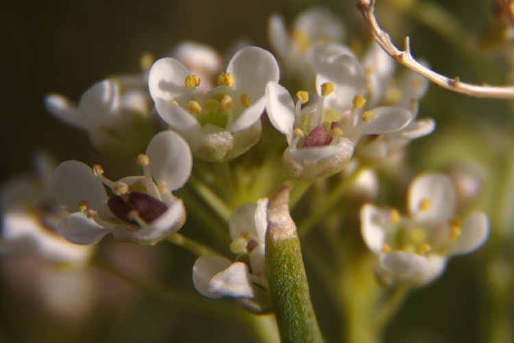 Sivun Lepidium fremontii S. Watson kuva