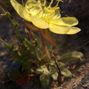 Oenothera primiveris subsp. bufonis (M. E. Jones) Munz resmi