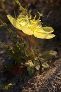 Imagem de Oenothera primiveris subsp. bufonis (M. E. Jones) Munz