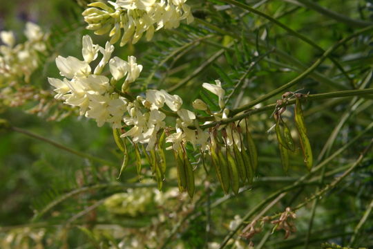 Image of Santa Barbara milkvetch