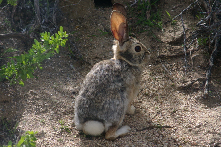 Imagem de Sylvilagus audubonii (Baird 1858)