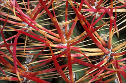 Image of California Barrel Cactus