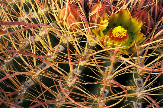 صورة Ferocactus cylindraceus (Engelm.) Orcutt