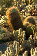 Plancia ëd Ferocactus cylindraceus (Engelm.) Orcutt