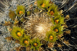 Plancia ëd Ferocactus cylindraceus (Engelm.) Orcutt