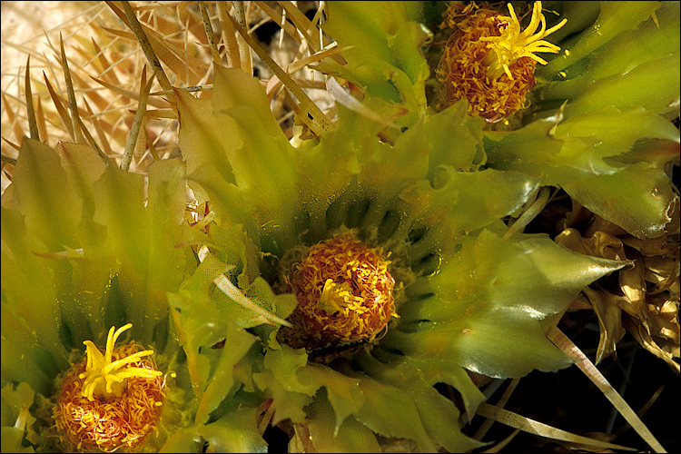 Plancia ëd Ferocactus cylindraceus (Engelm.) Orcutt