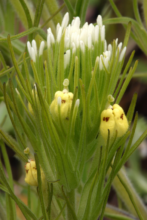 Image of Castilleja lineariloba (Benth.) T. I. Chuang & L. R. Heckard