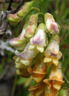 Imagem de Lathyrus sulphureus A. Gray