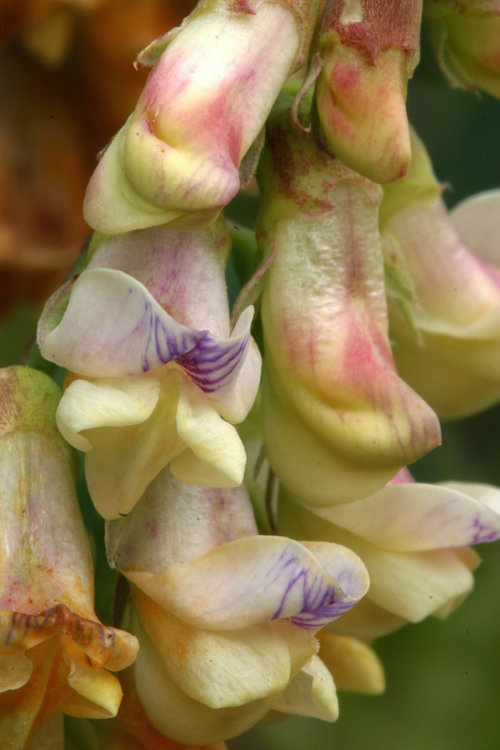 Imagem de Lathyrus sulphureus A. Gray