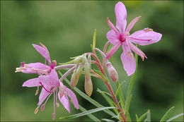 Image de Epilobium dodonaei Vill.