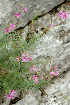 Image de Epilobium dodonaei Vill.