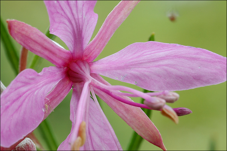 Image de Epilobium dodonaei Vill.