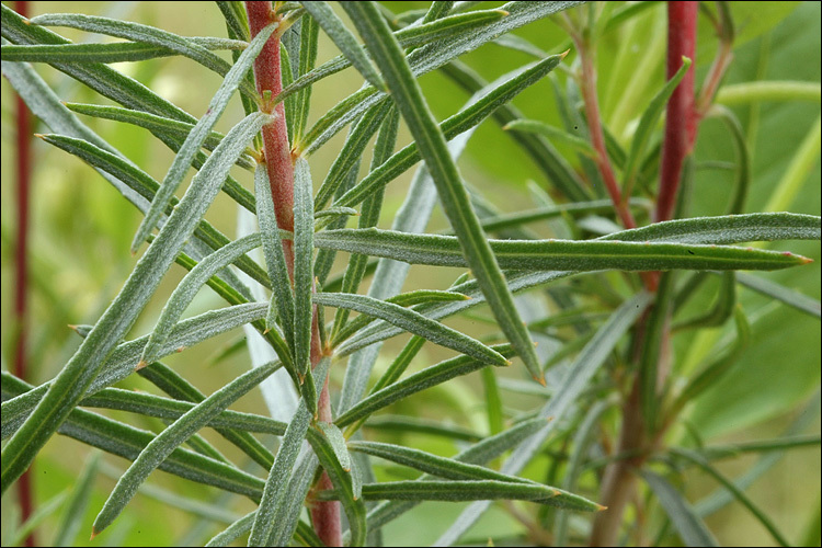 Image de Epilobium dodonaei Vill.