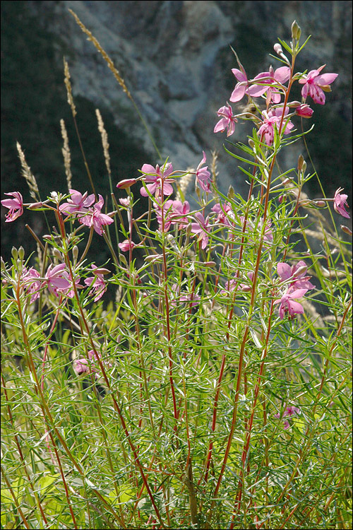 Image de Epilobium dodonaei Vill.