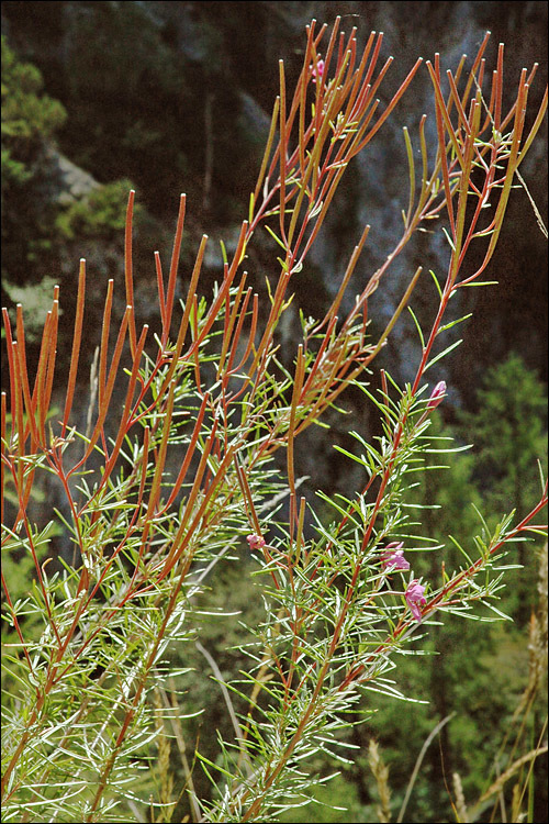 Image de Epilobium dodonaei Vill.