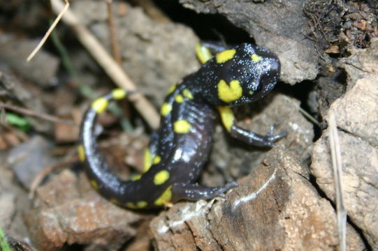 Image of Common Ensatina