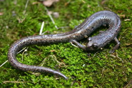 Image of Tehachapi Slender Salamander