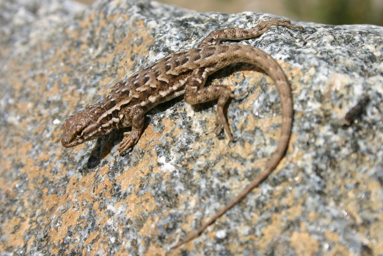 Image de Uta stansburiana Baird & Girard 1852