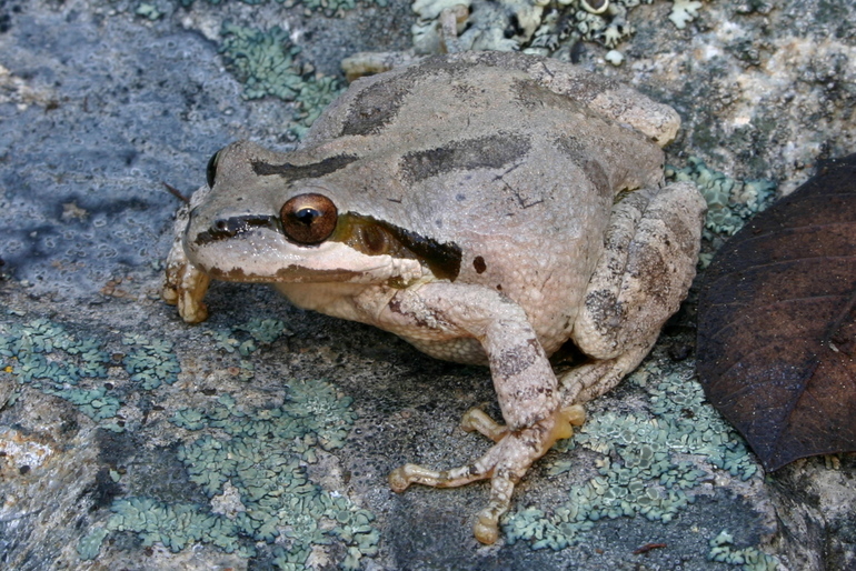 Image of Northern Pacific Treefrog