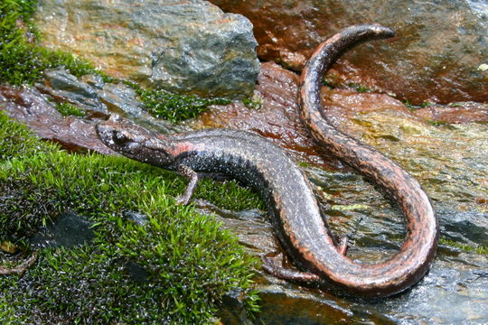 Image of Fairview Slender Salamander