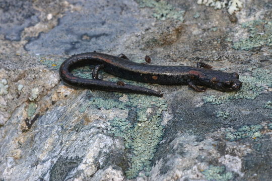 Image of Fairview Slender Salamander