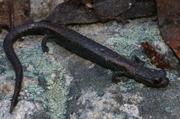 Image of Fairview Slender Salamander