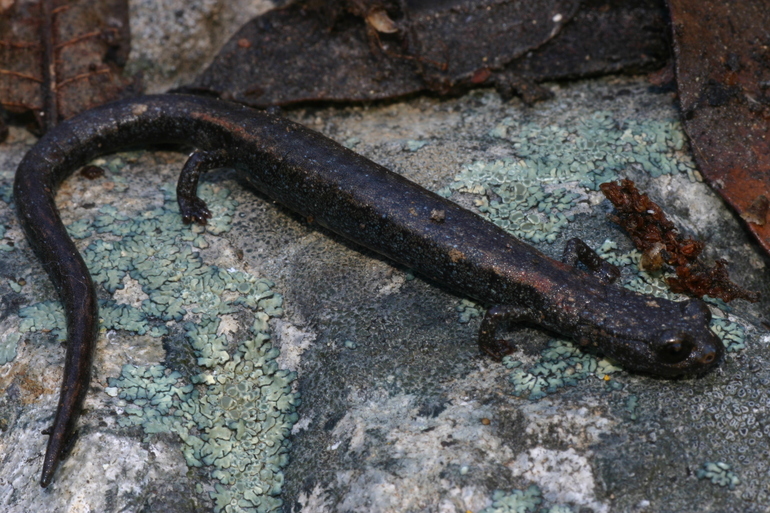Image of Fairview Slender Salamander
