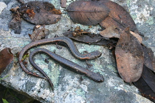 Image of Fairview Slender Salamander