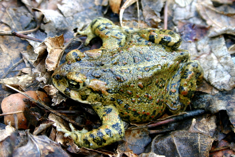 Image of western toad