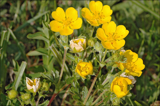 Image of Potentilla crantzii (Crantz) Beck