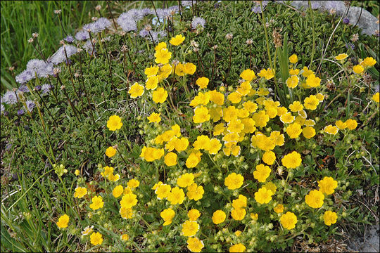 Слика од Potentilla crantzii (Crantz) Beck