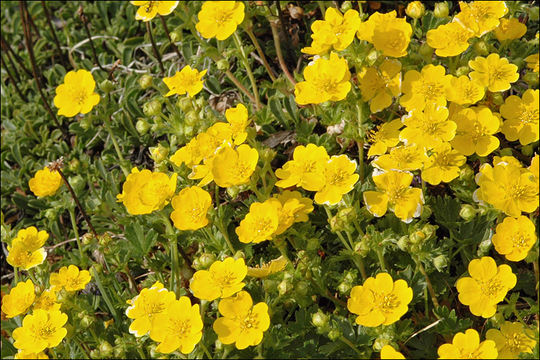 Слика од Potentilla crantzii (Crantz) Beck