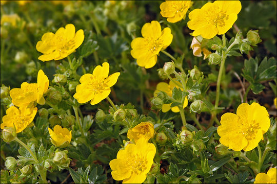 Слика од Potentilla crantzii (Crantz) Beck