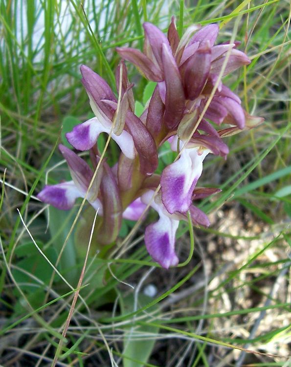 Image de <i>Orchis collina</i>